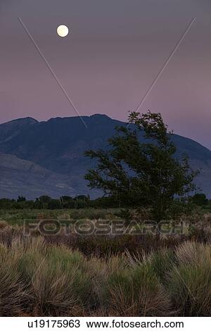 Stock Image - Full moon rising over Sierra Nevada mountains, with grassland and tree in foreground. Fotosearch