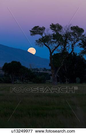 Stock Photo - Full moon rising over Sierra Nevada mountains, with grassland and trees in foreground. Fotosearch