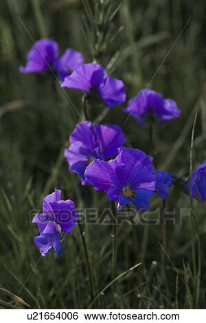 Group of wild blue pansies against desaturated grass background, Piano Grande, Umbria, Italy View Large Photo Image Stock Photograph - Group of wild blue pansies against desaturated grass background, Piano Grande, Umbria, Italy. Fotosearch