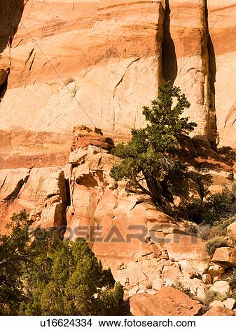 Picture - Land of the Sleeping Rainbow canyon: green pine tree outlined against dramatic striped orange and brown rock of rockface behind, Utah. Fotosearch