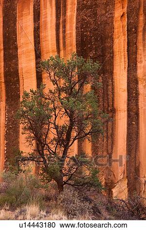 Stock Image - Land of the Sleeping Rainbow canyon: green pine tree outlined against dramatic striped orange and brown rock of rockface behind, Utah. Fotosearch