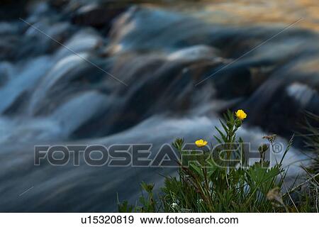 Motion blur of creek water over rocks with yellow wild flowers in foreground, Sierra Nevada View Large Photo Image Stock Photo - Motion blur of creek water over rocks with yellow wild flowers in foreground, Sierra Nevada. Fotosearch