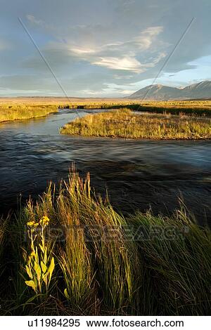Stock Photography - Owens River curving through grassy flatlands with lenticular clouds forming on summer evening, and golden sunlight lighting grassy foreground. Fotosearch