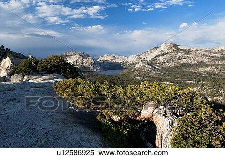 Panorama at Olmsted Point with pines in foreground along granite ridge, and blue summer afternoon sky, with dramatic cloud formation, Yosemite View Large Photo Image Stock Photography - Panorama at Olmsted Point with pines in foreground along granite ridge, and blue summer afternoon sky, with dramatic cloud formation, Yosemite. Fotosearch