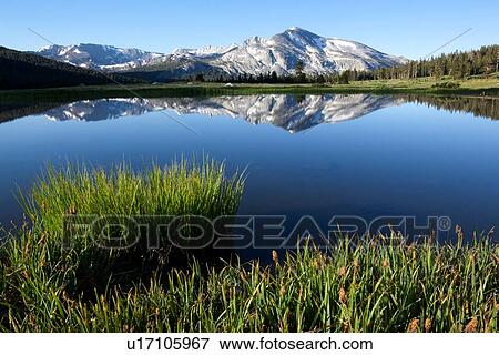 Stock Photo - Panorama of Dana Lakes at dawn with snow-tipped mountain range reflected in still waters, marshland foreground, Yosemite. Fotosearch