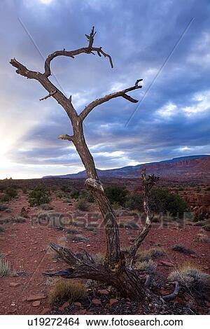 Picture - Panorama Point, Utah, at sunset with single dead tree outlined against dramatic grey-blue sunlit sky, with red rock mountain range beyond. Fotosearch
