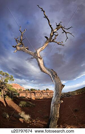 Picture - Panorama Point, Utah, at sunset with single dead tree outlined against dramatic grey-blue sunlit sky, with red rock mountain range beyond. Fotosearch