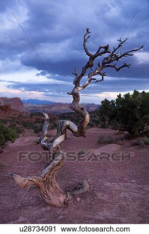 Panorama Point, Utah, at sunset with single dead tree outlined against dramatic grey-blue sunlit sky, with red rock mountain range beyond View Large Photo Image Stock Image - Panorama Point, Utah, at sunset with single dead tree outlined against dramatic grey-blue sunlit sky, with red rock mountain range beyond. Fotosearch