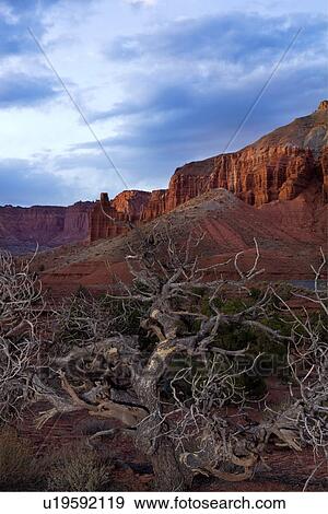 Panorama Point, Utah, at sunset with single dead tree against red rock mountain range beyond, with dramatic grey-blue sunlit sky View Large Photo Image Stock Photo - Panorama Point, Utah, at sunset with single dead tree against red rock mountain range beyond, with dramatic grey-blue sunlit sky. Fotosearch