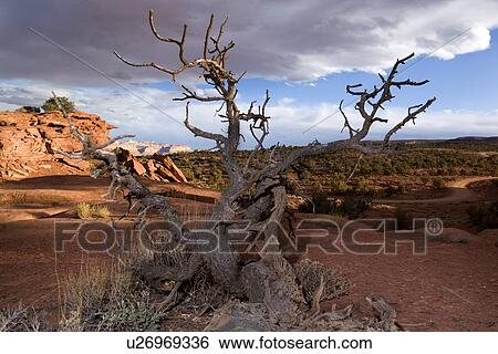 Panorama Point, Utah, at sunset with single dead tree outlined against blue sky with grey-white clouds, with red rock mountain range beyond. View Large Photo Image Stock Photograph - Panorama Point, Utah, at sunset with single dead tree outlined against blue sky with grey-white clouds, with red rock mountain range beyond.. Fotosearch