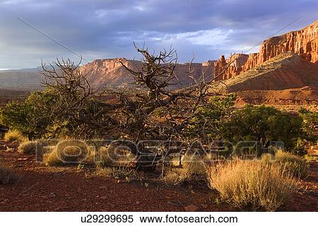 Stock Photography - Panorama Point, Utah, at sunset with single dead tree outlined against dramatic grey-blue sunlit sky, with red rock mountain range beyond. Fotosearch