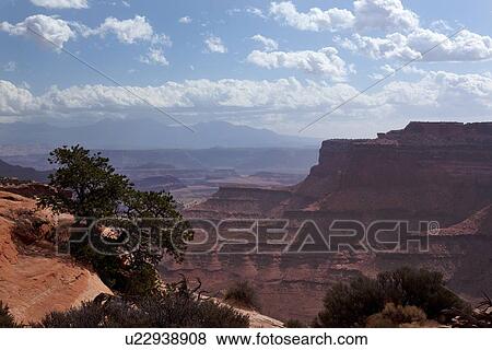 Stock Photo - Panorama view from visitor centre, Canyonlands, on sunny fall morning, with blue sky and puffy white clouds, tree in foreground, Utah. Fotosearch
