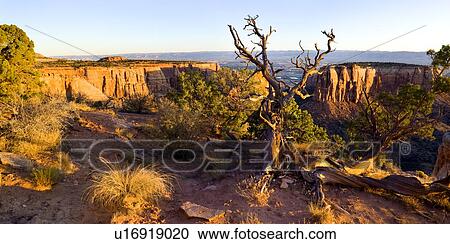 Panorama view of bare tree and roots framed against valley of Colorado National Monument and distant mountains, in early morning golden sunlight, with blue sky, Colorado View Large Photo Image Stock Image - Panorama view of bare tree and roots framed against valley of Colorado National Monument and distant mountains, in early morning golden sunlight, with blue sky, Colorado. Fotosearch