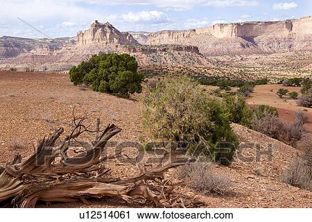 Stock Image - Panorama view of Family Butte, with foreground green shrubs, dead tree roots, and expanse of rock formations beyond, blue sky, fluffy white clouds, on lovely fall afternoon, Utah. Fotosearch