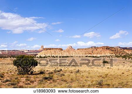 Stock Image - Panorama view of Family Butte, with foreground single green shrub, and expanse of rock formations beyond, blue sky, fluffy white clouds, on lovely fall afternoon, Utah. Fotosearch
