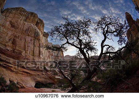 Stock Photograph - Panorama view of Hickman Bridge valley, Utah, in early morning light, golden rock against blue sky and fluffy clouds, with distant mountains. Fotosearch
