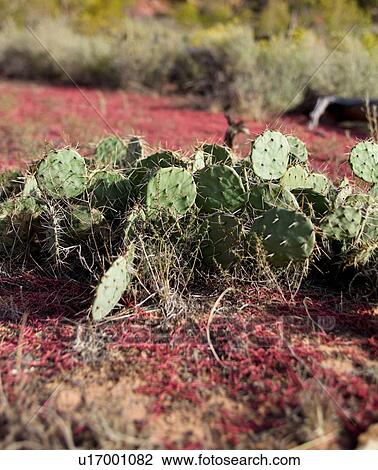 Pleasant Valley, detail of cacti against red weeds growing on red soil, against backdrop of green sage bushes, Utah View Large Photo Image Stock Image - Pleasant Valley, detail of cacti against red weeds growing on red soil, against backdrop of green sage bushes, Utah. Fotosearch