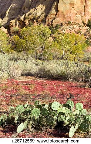 Pleasant Valley, detail of cacti against red weeds growing on red soil, against backdrop of green sage bushes and red rockface, Utah View Large Photo Image Stock Photo - Pleasant Valley, detail of cacti against red weeds growing on red soil, against backdrop of green sage bushes and red rockface, Utah. Fotosearch
