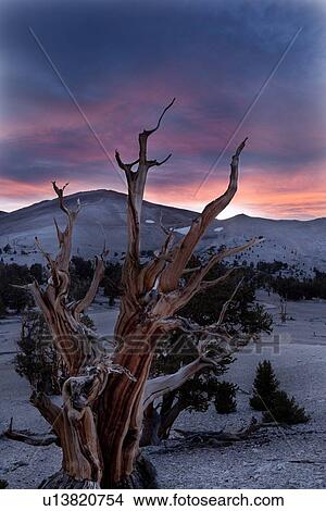 Picture - Single Bristlecone pine tree against blue/pink sunset sky, Bristlecone Pine Forest, Sierra Nevada. Fotosearch