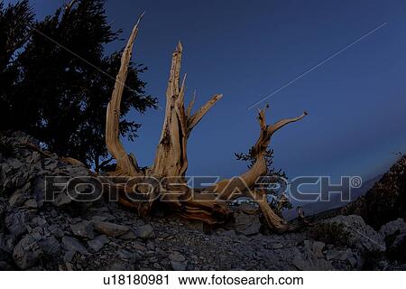 Stock Image - Single Bristlecone pine tree against blue evening sky, Bristlecone Pine Forest, Sierra Nevada. Fotosearch