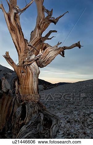 Single Bristlecone pine tree against blue evening sky, Bristlecone Pine Forest, Sierra Nevada View Large Photo Image Stock Photograph - Single Bristlecone pine tree against blue evening sky, Bristlecone Pine Forest, Sierra Nevada. Fotosearch