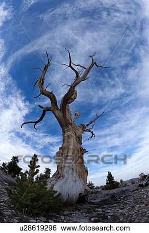 Single Bristlecone pine tree against blue evening sky, Bristlecone Pine Forest, Sierra Nevada View Large Photo Image Stock Photograph - Single Bristlecone pine tree against blue evening sky, Bristlecone Pine Forest, Sierra Nevada. Fotosearch