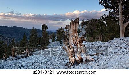 Single Bristlecone pine tree, sunlit, against pink clouds and sunset blue sky, Bristlecone Pine Forest, Sierra Nevada range in distance View Large Photo Image Stock Image - Single Bristlecone pine tree, sunlit, against pink clouds and sunset blue sky, Bristlecone Pine Forest, Sierra Nevada range in distance. Fotosearch