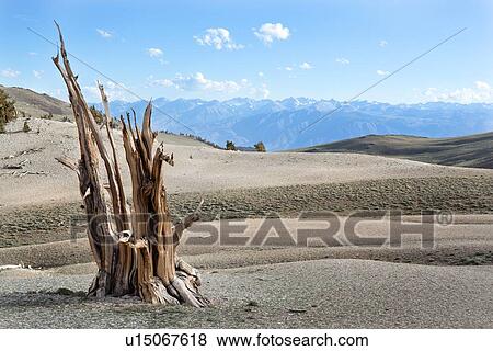Stock Photo - Single Bristlecone pine tree, sunlit, against blue afternoon sky, Bristlecone Pine Forest, Sierra Nevada range in distance. Fotosearch