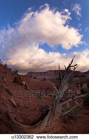 Single dead tree outlined against blue sky with pink cloud formation, root formation visible, red rock valley landscape, early morning, Utah View Large Photo Image Stock Image - Single dead tree outlined against blue sky with pink cloud formation, root formation visible, red rock valley landscape, early morning, Utah. Fotosearch