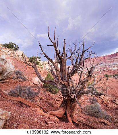 Stock Image - Single dead tree outlined against dramatic sky, root formation visible, red rock valley landscape, early morning, Utah. Fotosearch