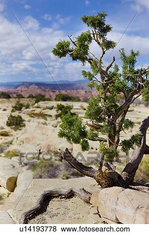 Single pine tree on rocky overlook with valley, distant mountains, blue sky with fluffy white clouds, fall morning, Utah View Large Photo Image Stock Photo - Single pine tree on rocky overlook with valley, distant mountains, blue sky with fluffy white clouds, fall morning, Utah. Fotosearch