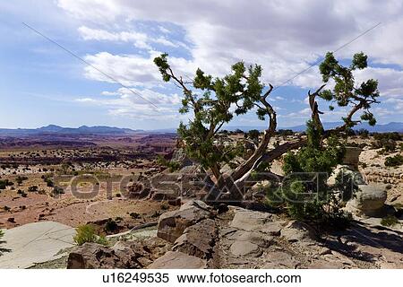 Stock Photography - Single pine tree on rocky overlook with valley, distant mountains, blue sky with fluffy white clouds, fall morning, Utah. Fotosearch