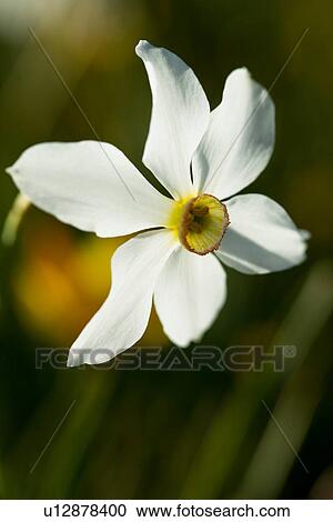 Single wild white narcissus against green and yellow flower background, Piano Grande, Umbria, Italy View Large Photo Image Stock Image - Single wild white narcissus against green and yellow flower background, Piano Grande, Umbria, Italy. Fotosearch