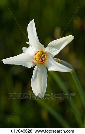 Single wild white narcissus against green background, Piano Grande, Umbria, Italy View Large Photo Image Stock Photo - Single wild white narcissus against green background, Piano Grande, Umbria, Italy. Fotosearch