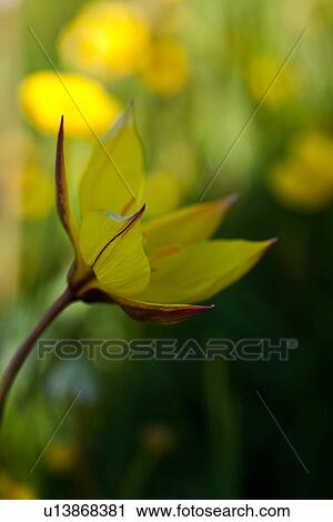Single wild yellow crocus against green and yellow flower background, Piano Grande, Umbria, Italy View Large Photo Image Stock Image - Single wild yellow crocus against green and yellow flower background, Piano Grande, Umbria, Italy. Fotosearch