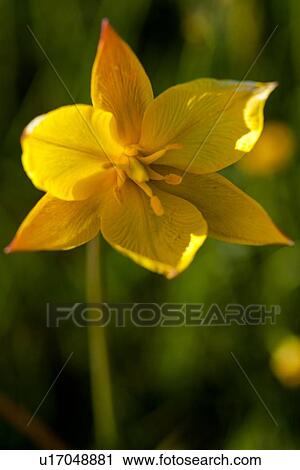 Stock Image - Single wild yellow crocus against green and yellow flower background, Piano Grande, Umbria, Italy. Fotosearch