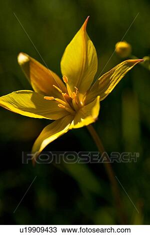Single wild yellow crocus against green and yellow flower background, Piano Grande, Umbria, Italy View Large Photo Image Stock Image - Single wild yellow crocus against green and yellow flower background, Piano Grande, Umbria, Italy. Fotosearch
