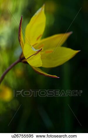 Single wild yellow crocus against green and yellow flower background, Piano Grande, Umbria, Italy View Large Photo Image Stock Photography - Single wild yellow crocus against green and yellow flower background, Piano Grande, Umbria, Italy. Fotosearch