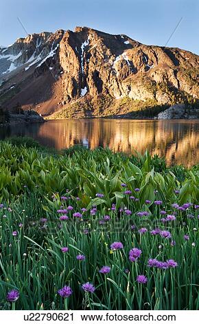 Snow-capped mountains reflected in the still lake waters of Ellery Lake at sunrise, with purple flowers of wild allium in the foreground, Yosemite View Large Photo Image Stock Image - Snow-capped mountains reflected in the still lake waters of Ellery Lake at sunrise, with purple flowers of wild allium in the foreground, Yosemite. Fotosearch