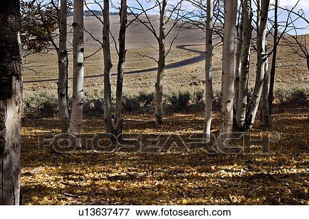 Stand of aspen trees with view beyond to winding road through hills, ground covered with fallen leaves, blue fall sky, Utah View Large Photo Image Stock Photo - Stand of aspen trees with view beyond to winding road through hills, ground covered with fallen leaves, blue fall sky, Utah. Fotosearch