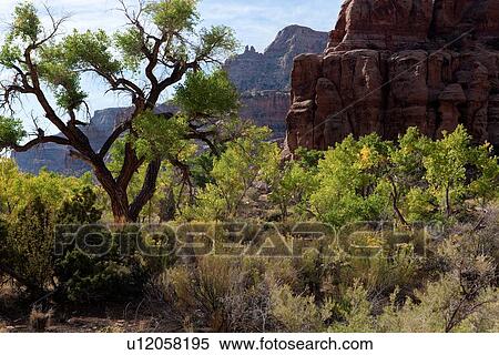 Stock Photography - Tree and surrounding bushes framed against blue sky and mountain range on sunny fall morning with blue sky and puffy white clouds, Buckhorn Draw, Utah. Fotosearch