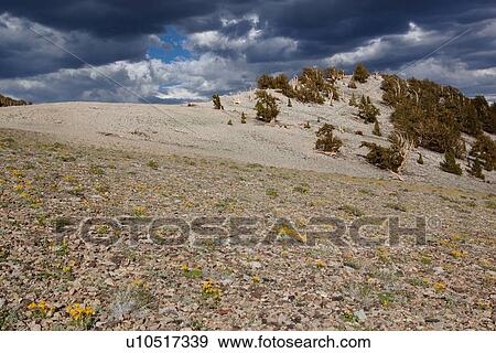Stock Photo - View of Ancient Bristlecone Pine forest, ridge sunlit, but set against dramatic stormy afternoon sky, with yellow flowers in foregrond. Fotosearch