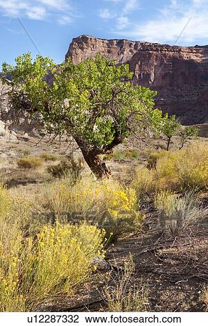 Stock Image - View of Bottleneck Mountain, and mountain range nearby, bushes and wild sage in foreground, San Rafael Swell on sunny fall morning with blue sky and puffy white clouds, Buckhorn Draw, Utah. Fotosearch