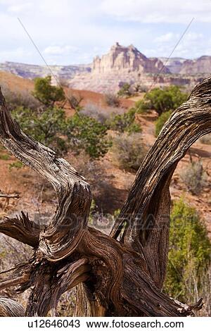 Stock Image - View of Family Butte, with foreground green shrubs, twisted dead tree stump, and expanse of rock formations beyond, blue sky, fluffy white clouds, on lovely fall afternoon, Utah. Fotosearch