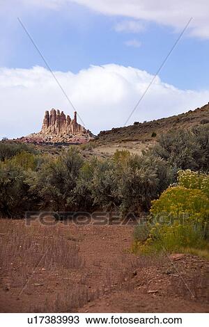 Stock Image - View of Family Butte, with foreground of yellow flowering sage brush, red soil, and blue sky, fluffy white clouds, fall afernoon, Utah. Fotosearch