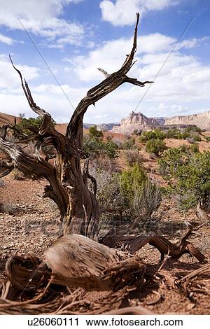 View of Family Butte, with foreground green shrubs, twisted dead tree stump, and expanse of rock formations beyond, blue sky, fluffy white clouds, on lovely fall afternoon, Utah View Large Photo Image Stock Image - View of Family Butte, with foreground green shrubs, twisted dead tree stump, and expanse of rock formations beyond, blue sky, fluffy white clouds, on lovely fall afternoon, Utah. Fotosearch