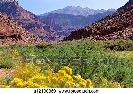 Stock Photo - View of Fisher Tower butte through valley with flowering yellow sage brush, green bushes and blue mountain range and sky beyond, sunny fall afternoon, Utah. Fotosearch