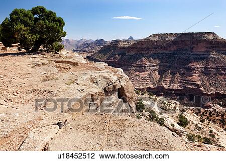 Stock Image - View of Grand Canyon, Wedge Overlook, Utah on sunny fall morning, oblique view of ravin and tree in foreground. Fotosearch