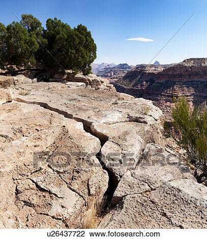 Stock Image - View of Grand Canyon, Wedge Overlook, Utah on sunny fall morning, oblique view of ravin and tree in foreground. Fotosearch