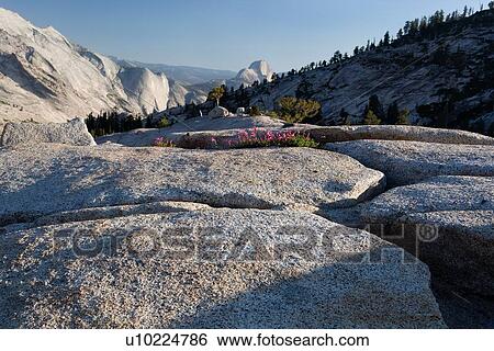 Stock Photograph - View of Half Dome in late afternoon summer sunlight, across granite trail with pink wild flowers, Olmsted Point, Yosemite. Fotosearch